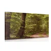 Slika zeleni gozd - 30x20