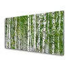 tulup.si Slika na akrilnem steklu Birch tree forest narava 140x70 cm 2 obešalnika