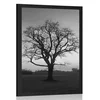 Plakat očarljivo drevo v črnobeli varianti - 20x30 silver