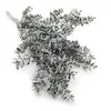 Stabiliziran Ruscus - (Ruscus) - mat zelen