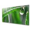 tulup.si Slika na steklu Dew drop leaf grass 100x50 cm 4 obešalnika