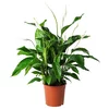 SPATHIPHYLLUM Biljka u saksiji, spatifil, 24 cm