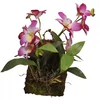 Lucky Reptile Jungle Plants Cvetoča viseča orhideja - vijolična, približno 20x30 cm
