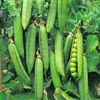 GRAH RONDO BIG PACK 70gr