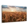 Slika zlato žito ob sončnem zahodu - 60x40