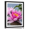 Plakat s paspartujem rožnati lotosov cvet - 40x60 no frame
