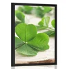 Plakat zelena štiriperesne deteljice - 40x60 white