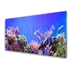 tulup.si Slika na steklu Barrier reef narava 100x50 cm 4 obešalnika