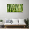 tulup.si Slika na akrilnem steklu Bamboo poganjki bamboo forest 120x60 cm 2 obešalnika