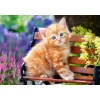 Castorland - Puzzle Ginger Kitten 2 - 500 kosov