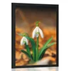 Plakat spomladanski zvonček - 30x45 no frame