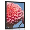 Plakat cvetoča dalija - 40x60 no frame