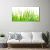tulup.si Slika na steklu Grass nature rastlin 120x60 cm 4 obešalnika