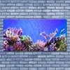 tulup.si Slika na steklu Barrier reef narava 140x70 cm 4 obešalnika