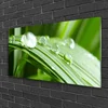 tulup.si Slika na akrilnem steklu Leaf dew drops 120x60 cm 2 obešalnika