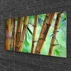tulup.si Slika na akrilnem steklu Narava bamboo rastlin 100x50 cm 2 obešalnika