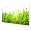 tulup.si Slika na steklu Grass nature rastlin 140x70 cm 2 obešalnika