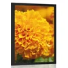Plakat rumena žametnica - 20x30 silver