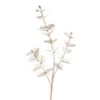 EUKALYPTUS ZWEIG