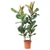 FICUS ELASTICA ROBUSTA Biljka u saksiji, fikus, 27 cm