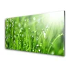 tulup.si Slika na akrilnem steklu Narava grass drops 120x60 cm 4 obešalnika