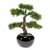 Cedra bonsai 34 cm v črnem loncu