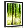 Plakat s paspartujem sveži zeleni gozd - 40x60 silver