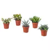 SUCCULENT Zasađena biljka, raznovrsno, 9 cmPrikaži specifikacije mera