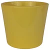 Embalaža 811 primrose Zitro glanz 13 cm - 6 kosov