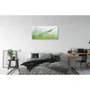 tulup.si Slika na akrilnem steklu Drop trava makro 120x60 cm 2 obešalnika