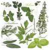 Serviete za decoupage Herbs - 1 kos (Serviete za decoupage)