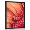 Plakat oranžna gerbera s kapljicami vode - 30x45 no frame