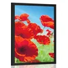 Plakat makovi cvetovi na travniku - 20x30 black