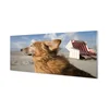 tulup.si Steklena slika Brown pes na plaži 140x70 cm 2 obešalnika