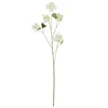 Ukrasna Grančica 108cm Bauhinia