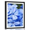 Plakat s paspartujem divje modre rože - 20x30 no frame