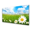 tulup.si Steklena slika Daisy grass nature 140x70 cm 4 obešalnika