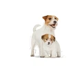 Royal Canin Mini Starter 1kg - Royal canin - Normalno aktivni - Piščanec - Mladiček (0-12 mes.) - Majhna - 1.5 kg - Brez graha