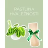 Rastlina hvaležnosti (Maranta Lemon Lime)