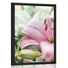 Plakat rožnata cvetoča lilija - 40x60 silver
