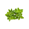 Click and Grow lonček s semeni: 3x majaron (plant pod)