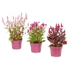 CELOSIA Biljka u saksiji, petlove kreste, 19 cm