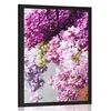 Plakat španski bezeg v rožnatih odtenkih - 20x30 silver