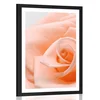 Plakat s paspartujem vrtnica v odtenku breskve - 60x90 no frame