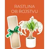 Rastlina ob rojstvu otroka (Nolina)