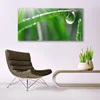 tulup.si Slika na steklu Dew drop leaf grass 140x70 cm 4 obešalnika