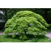 ACER PALMATUM DISSECTUM, VIŠINA 250-300cm, V LONCU