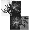 Andrew Pekler - New Environments & Rhythm Studies (LP)