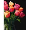 Rayher. Slikanje po številkah, Tulips scent