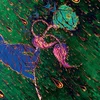 Grave Flowers Bongo Band - Strength of Spring (Limited Edition) (LP)